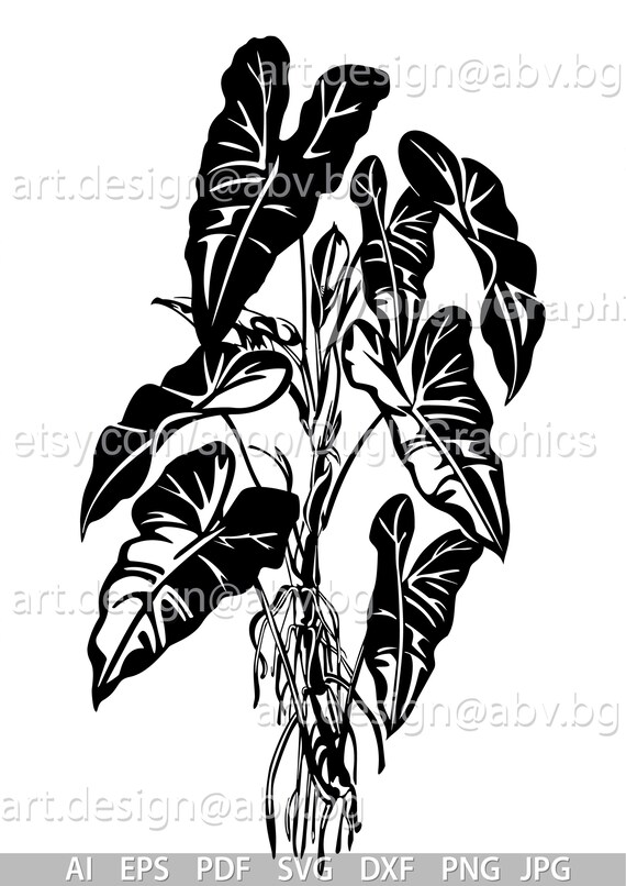 black raven zz plant for sale canada Premium Collection of ZZ Plant Black Raven main image 1