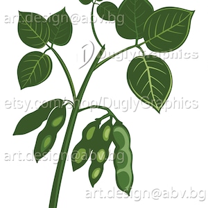 May include: A green soybean plant with leaves and pods. The pods are open and show the green soybeans inside.