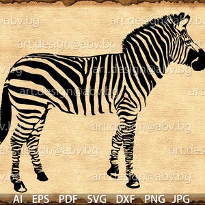 Vector ZEBRA, AI, eps, pdf, SVG, dxf, png, jpg Download, Digital image, graphical image, discount coupons
