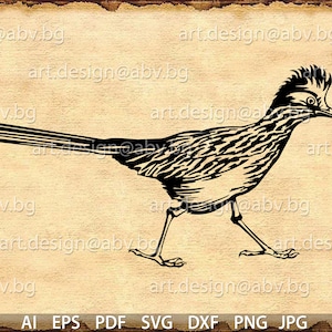 Vector BIRD, AI, eps, pdf, SVG, dxf, png, jpg downloaden, digitaal beeld, grafisch, Greater Roadrunner svg, kortingsbonnen