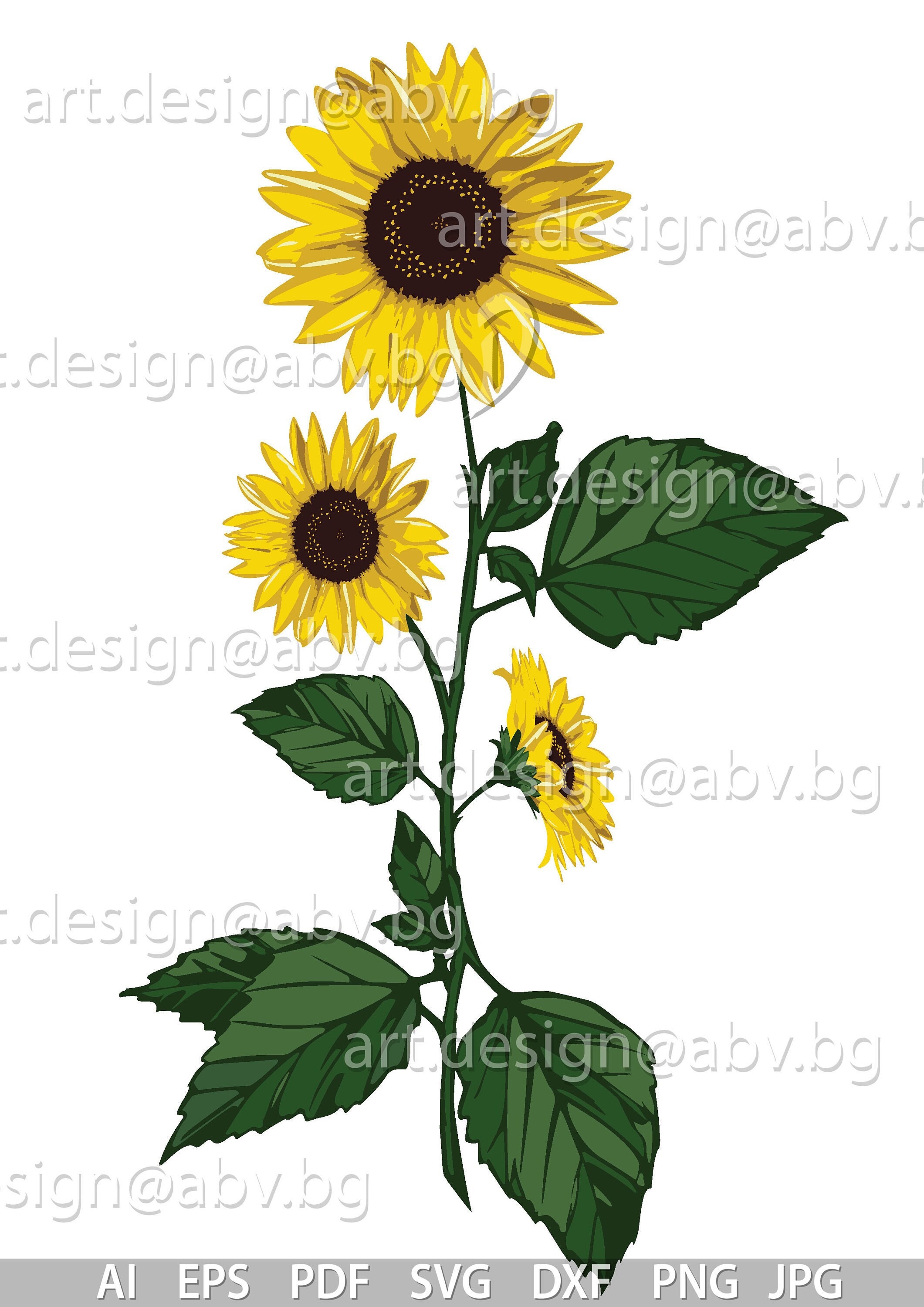Vector Sunflowers (AI Eps Pdf Svg Dxf Png Jpg) (digital Download) - Etsy