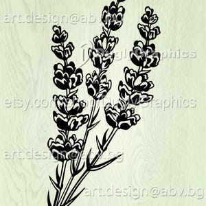 Vector LAVENDER, flora, AI, PNG, eps, pdf, svg, dxf, jpg, svg cow, graphical image Art Print, flower