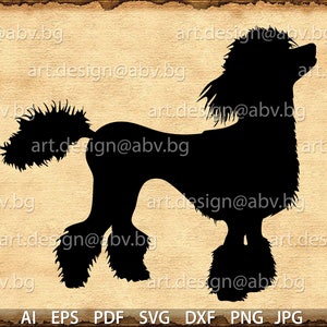 Vector POODLE, dog, AI, eps, SVG, dxf, pdf, png, jpg Download, Digital image, graphical, animal, discount coupons