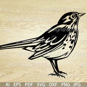 Hermit Thrush Vector Image (Digital Download)