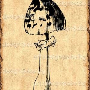 May include: Black and white line art illustration of a mushroom with a rounded cap and a long, slender stem.