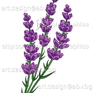 Vector LAVENDER, colored flora, AI, PNG, eps, pdf, svg, dxf, jpg, svg cow, graphical image Art Print, flower