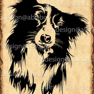 Vector DOG, Border Collie, AI, png, pdf, eps, svg, dxf, jpg Download, Digital image, graphical, animal, discount coupons