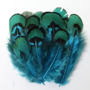 Peut inclure: Un groupe de plumes bleu sarcelle et turquoise éclatantes, chacune présentant une bande noire en forme de croissant près de l'extrémité arrondie. Les plumes ont une texture douce et duveteuse à la base et un aspect lisse et structuré.