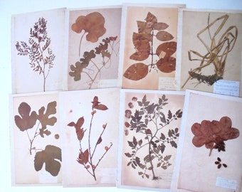 botanique / 23  pages de livres  -  collection , décor mural - lot 2