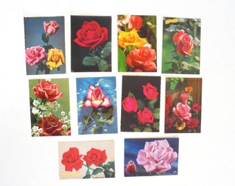 10 cartes postales  fleurs  "la rose " -  années 1970