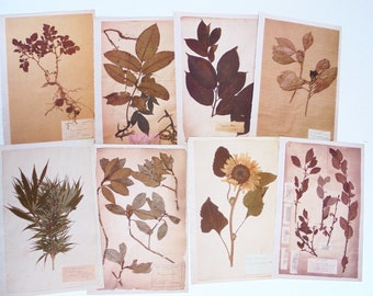 botanique / 24  pages de livres  -  collection , décor mural - lot 1
