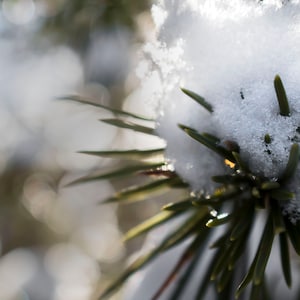 Colorado Photography - Crystal