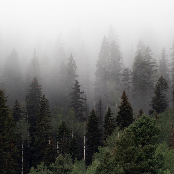Colorado Photography - Trees in Fog