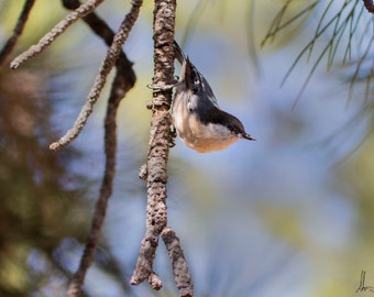 Colorado Photography - Pigmy Nuthatch