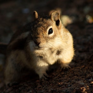 Colorado Photography - Ground Squirrel