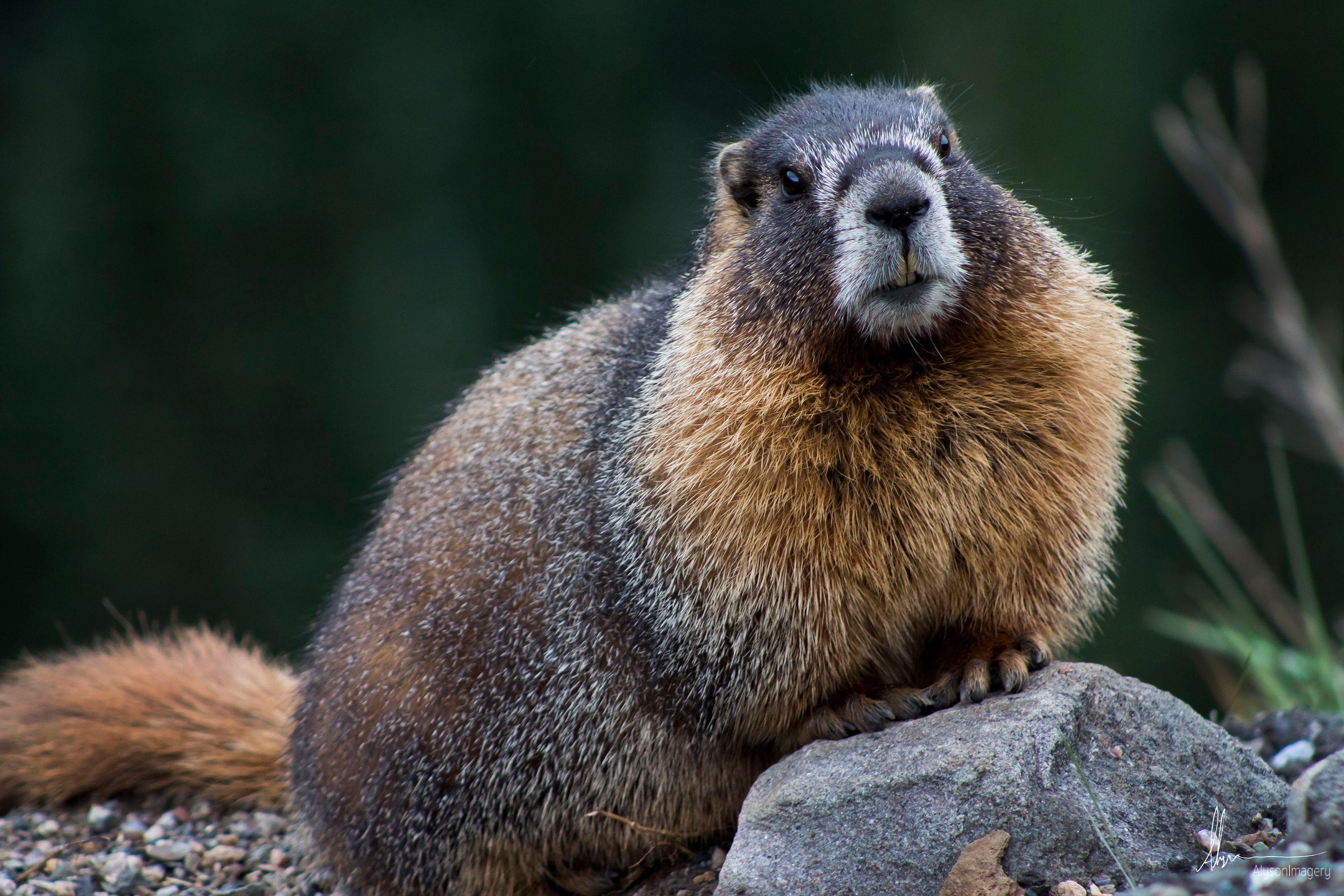 いとう marmot Colorado Photography - Colorado Marmot - Etsy