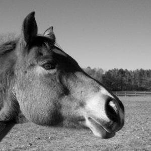 Könnte beinhalten: Ein Schwarzweißfoto von Kopf und Hals eines Pferdes. Das Pferd schaut nach rechts aus dem Bild. Das Pferd hat einen weißen Fleck im Gesicht.