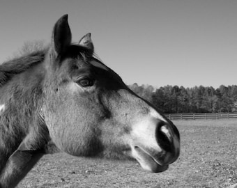 Black and White Photography, Horse Head/Face/Nose, Close-Up, Narrow DOF, Select Focus, Fence, Farm, Trees