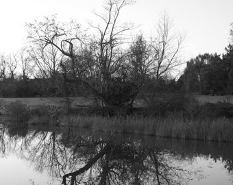 Schwarz-weiß-Fotografie, Bäume, Spiegelung, Wasser, Spiegel, Feld, Herbst, leblos, blattlose