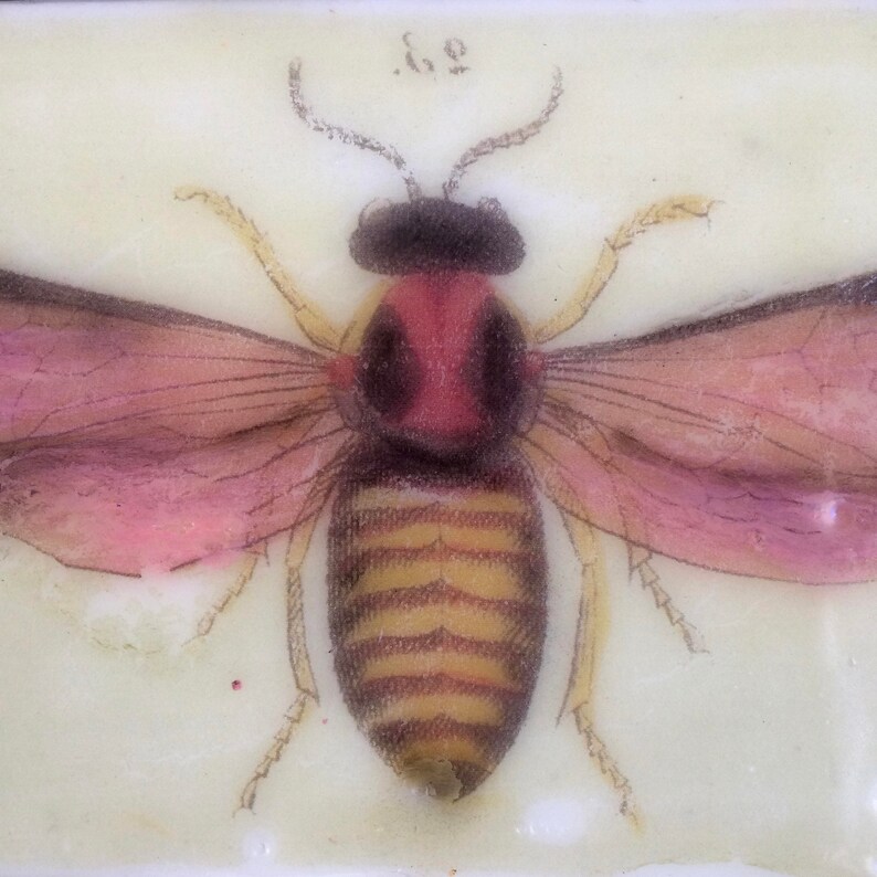 Encaustic Painting Insect Art Butterfly Moth Art Small Painting Wood Panel Bee Photo Image Transfer Original Art