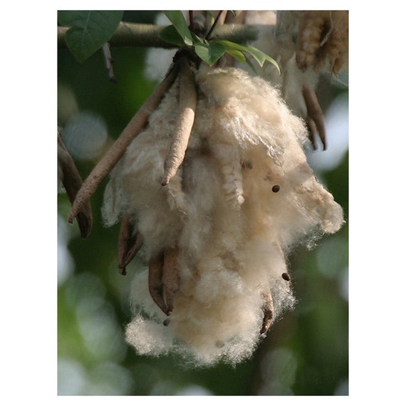 PILLOWS MEDITATION CUSHIONS PURE ORGANIC KAPOK FILLING ZAFUS,TEDDIES,SOFT TOYS