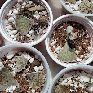 Kalanchoe Rhombopilosa - Pies from Heaven - Madagascar Succulent - Rooted Leaves