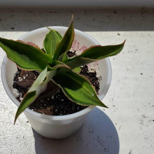 Pink Star Earth Star Plant – Cryptanthus Bivittatus Live Bromeliad – Colorful Houseplant for Terrariums & Indoor Gardens