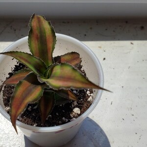 Red Star Earth Star Plant – Cryptanthus Bivittatus Live Bromeliad – Deep Red Foliage Houseplant for Terrariums & Indoor Decor