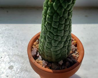 Larryleachia Cactiformis – Asclepiad African Succulent – 3-4 Inch High, 1-Inch Wide – Fully Rooted – US Seller
