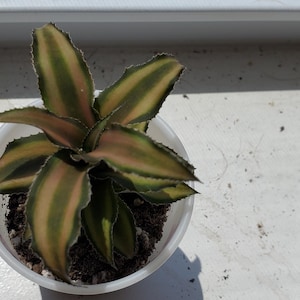 Chocolate Soldier Earth Star Plant – Cryptanthus Bivittatus Live Bromeliad – Unique Brown Foliage Houseplant for Terrariums & Indoor Decor