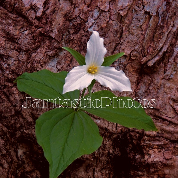 Trillium Woodland photograph white forest wildflower blossom Instant download photo spring tree bark nature photography woods flower art