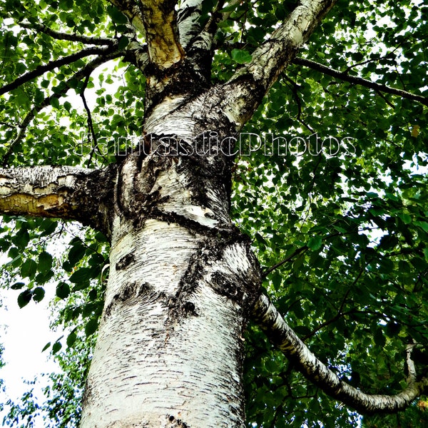 Birch Bark photograph white black tree trunk Instant download photo woodland photography green leaves rustic forest nature digital art