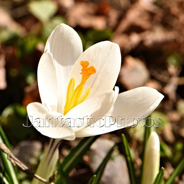 Crocus in Sunshine photograph white spring blossom flower fine art Instant download photo photography sunshine nature macro art