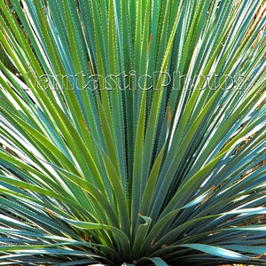 Dasylirion photographie plante succulente désert de Sonora au sud-ouest des États-Unis Mexique art Téléchargement instantané photo climat aride photographie de plantes succulentes