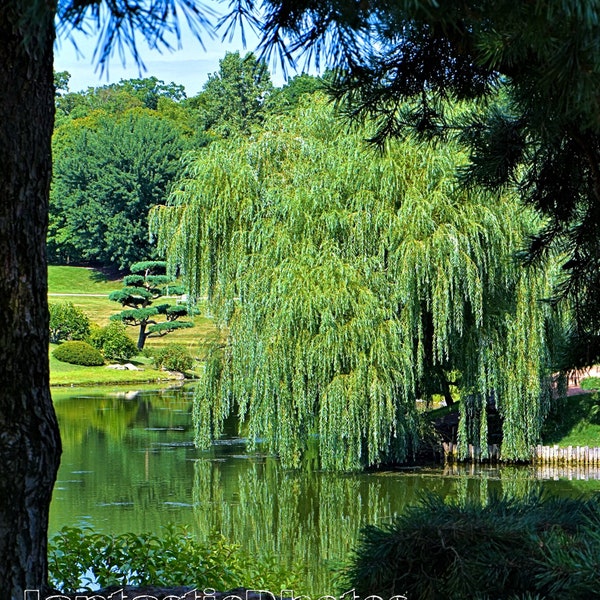 Weeping Willow photograph tree fine art Instant download photo photography pond lagoon reflection evergreen needles nature summer