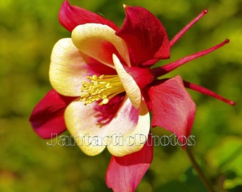 Columbine Blossom fotografía rojo escarlata primavera jardín floración Descarga instantánea foto naturaleza primavera fotografía de arte floral digital