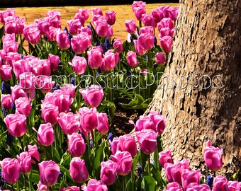 Photographie d'arbre de tulipes fleurs de printemps roses floraison printanière Téléchargement instantané photo photographie de fleurs de jardin colorées art nature