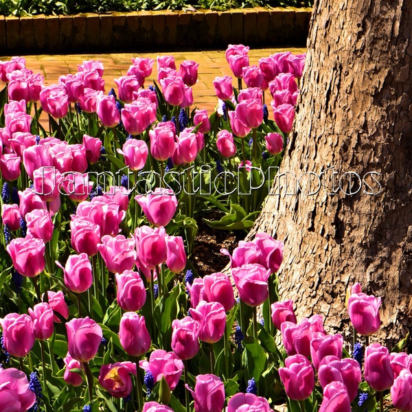 Tulips Tree photograph pink springtime flowers spring blooming Instant download photo colorful garden blossom photography art nature