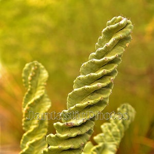 Fotografía de cactus retorcido, planta desértica, clima árido, Cereus peruvianus, Spiralis, fotografía suculenta, arte del suroeste, descarga instantánea de fotos