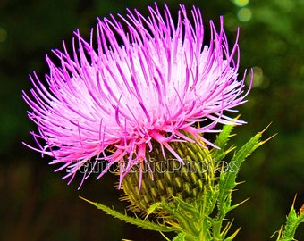 Thistle Flower photograph pink purple violet blossom Instant download photo wildflower thorns photography macro summer flower nature art