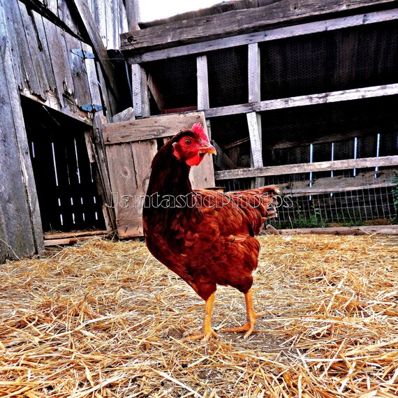 Little Red Hen Photograph Chicken Coop. Instant Download Photo Etsy UK