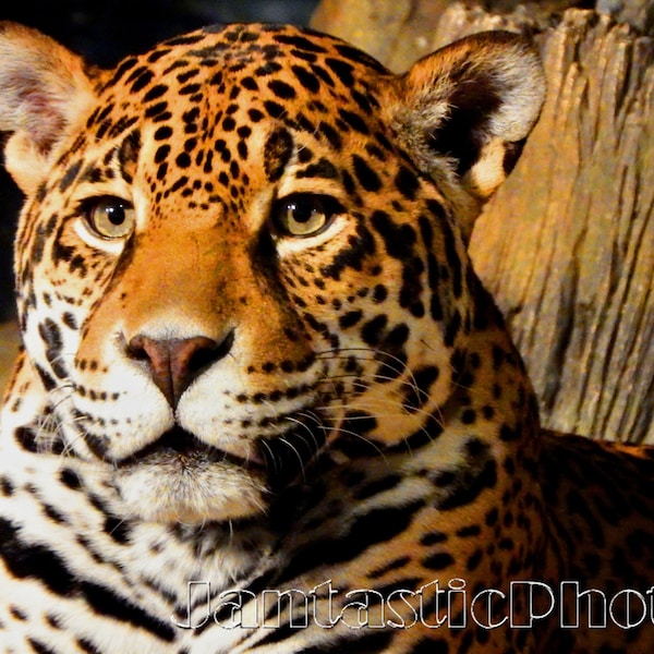 Jaguar photograph big cat intense stare Instant download photo spotted golden feline wildlife photography art animal portrait nature image