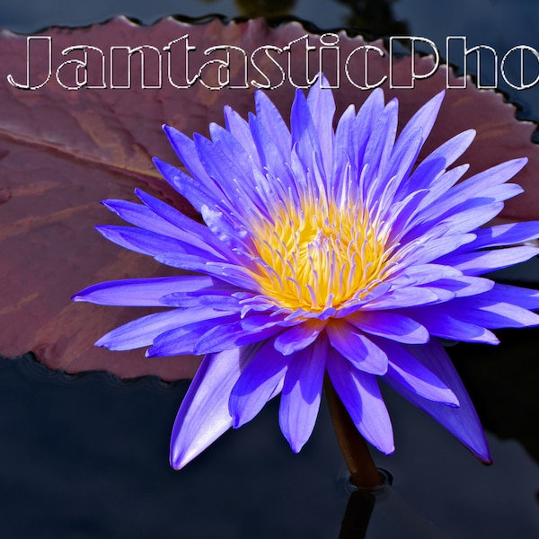 Water Lily Blossom photograph purple violet yellow aquatic flower Instant download photo bloom nature pond lagoon wildflower photography