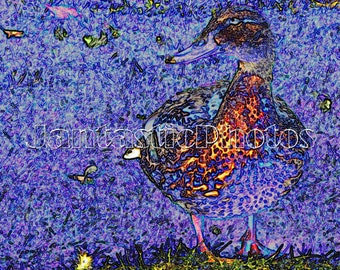 2 X Mallard Pato Drake & gallina estanque de agua pájaro calcomanías Impreso de Vida Silvestre