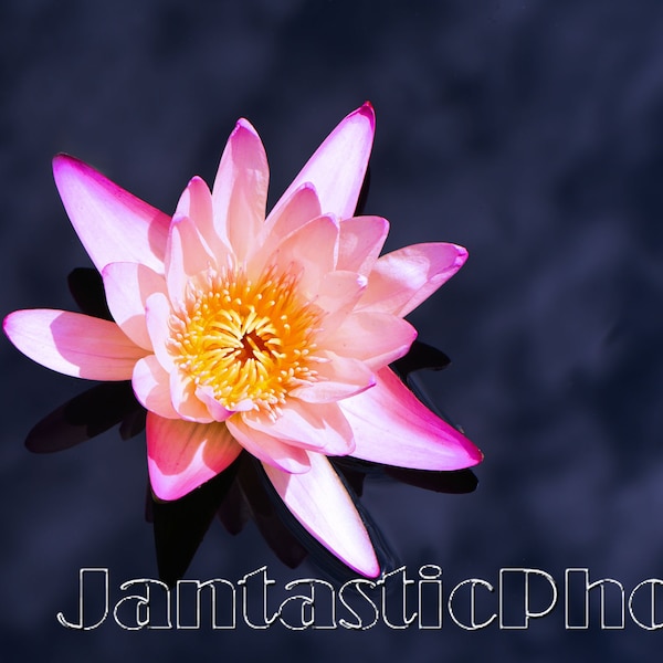 Water Lily Clouds photograph pink white yellow aquatic flower blossom Instant download photo bloom nature pond lagoon wildflower photography