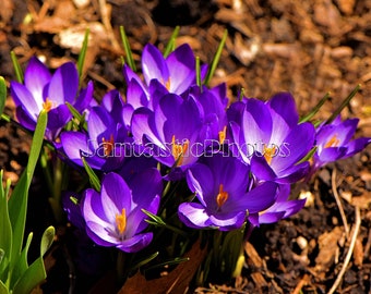 Crocus Blossoms photograph spring purple violet golden flower fine art Instant download photo photography sunshine nature macro art