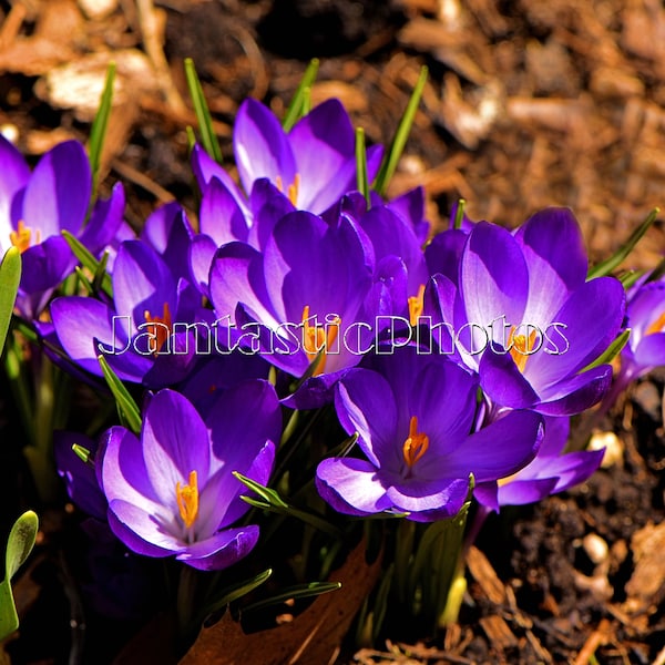 Crocus Blossoms photograph spring purple violet golden flower fine art Instant download photo photography sunshine nature macro art