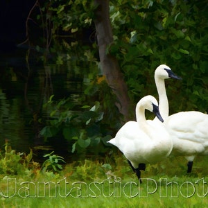 Jezioro Łabędzie fotografia cyfrowe malarstwo trębacze łabędzie Natychmiastowe pobieranie zdjęcia natura ptactwo wodne fotograficzny ptak sztuka fotografia dzikiej przyrody