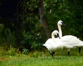 Swan Lake photograph digital painting trumpeter swans Instant download photo nature waterfowl photographic bird art wildlife photography