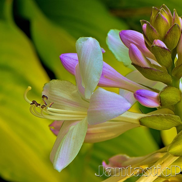 Hosta Blooming photograph summer flowers buds violet shades Instant download photo nature Cathedral Windows blossom digital art photography